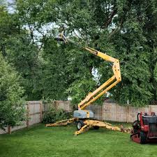 How Our Tree Care Process Works  in Tifton, GA